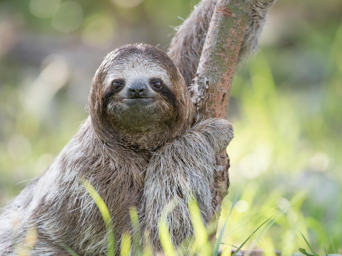 Sloth in a tree